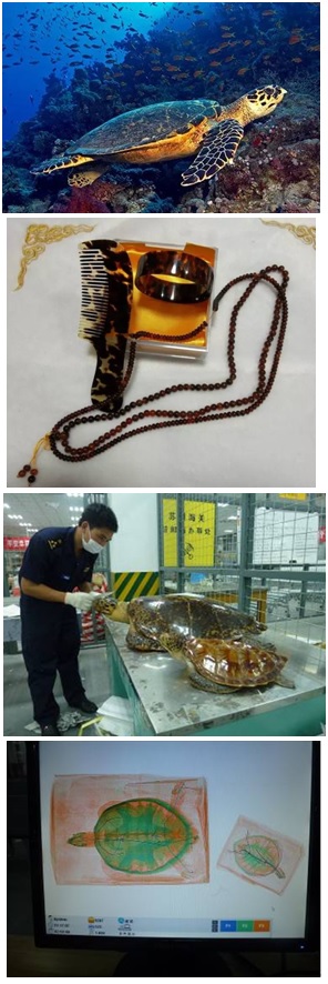 海關(guān)查獲野生動(dòng)植物,外貿(mào)代理,外貿(mào)進(jìn)出口代理