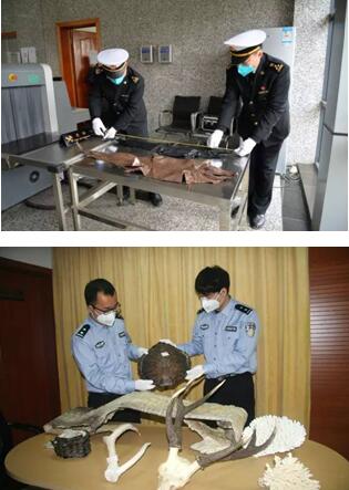 海關(guān)查獲野生動(dòng)植物,外貿(mào)代理,外貿(mào)進(jìn)出口代理