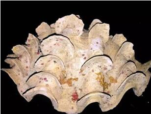 海關(guān)查獲野生動(dòng)植物,外貿(mào)代理,外貿(mào)進(jìn)出口代理