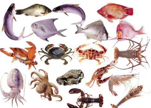 水產(chǎn)品外貿(mào)進(jìn)口代理公司