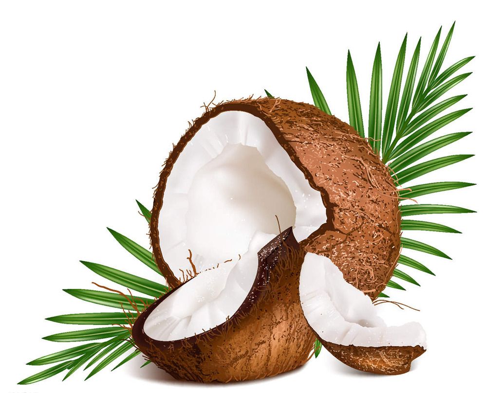 椰子進口外貿代理公司