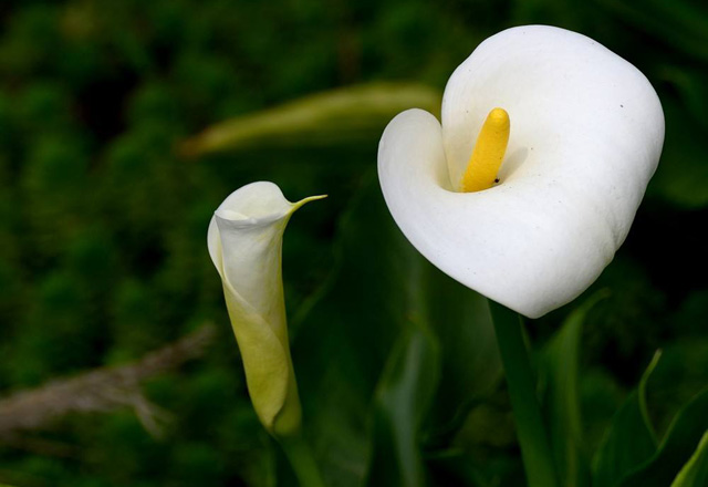 馬蹄蓮?fù)赓Q(mào)進口代理