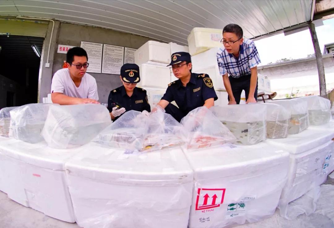 進(jìn)口外貿(mào)代理