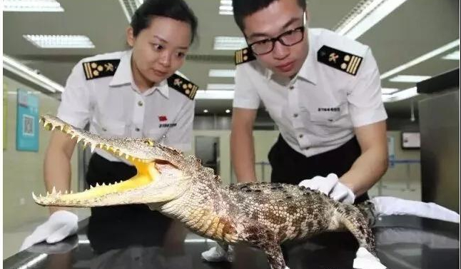 進(jìn)口外貿(mào)代理