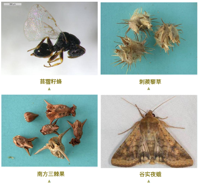 進(jìn)口外貿(mào)代理