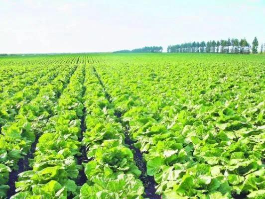 出口外貿(mào)代理