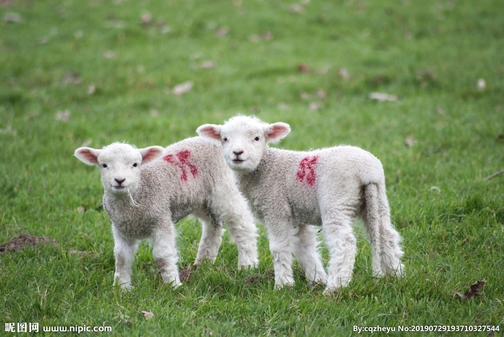 進(jìn)口外貿(mào)代理