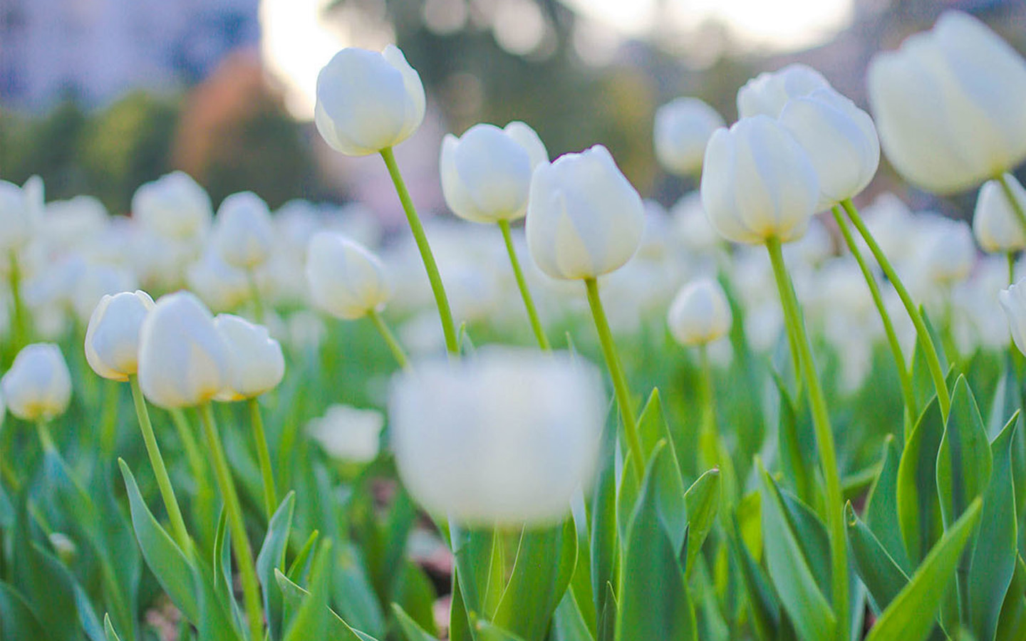 進口外貿(mào)代理