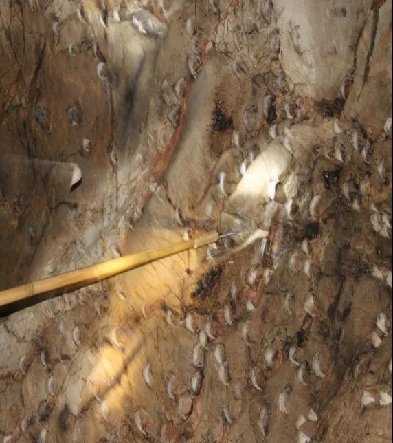 進口外貿(mào)代理