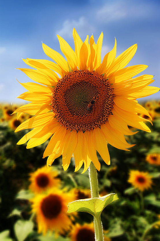 進(jìn)口外貿(mào)代理