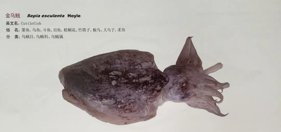 進(jìn)口外貿(mào)代理