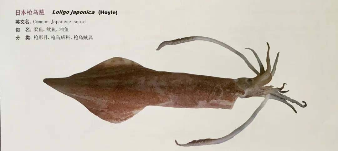 進(jìn)口外貿(mào)代理