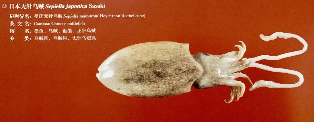 進(jìn)口外貿(mào)代理