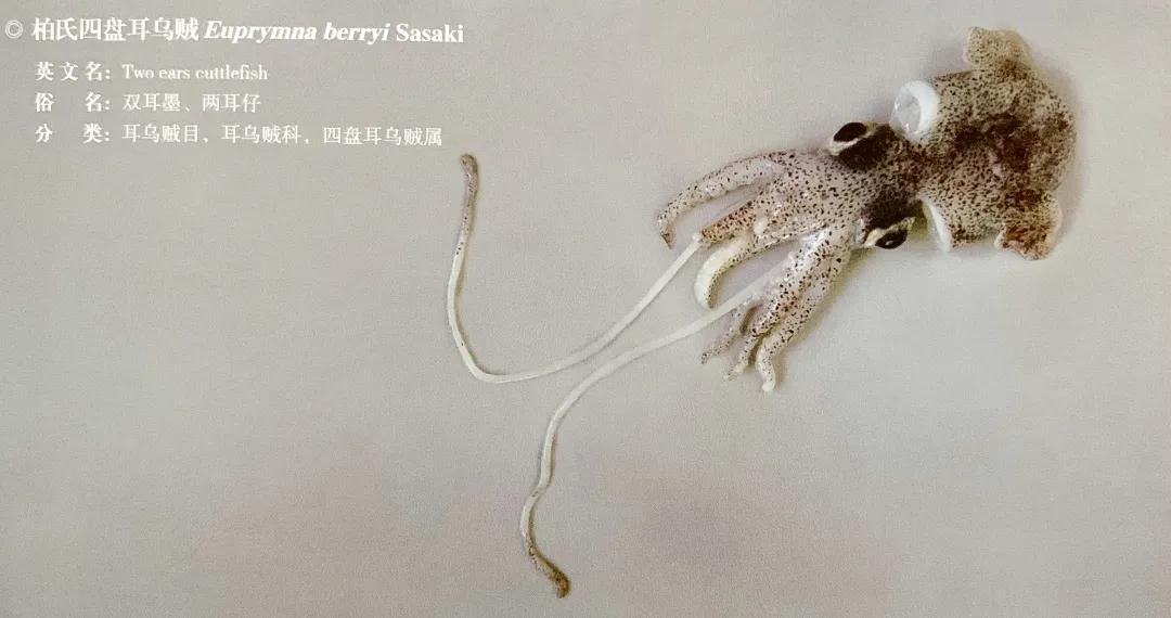 進(jìn)口外貿(mào)代理