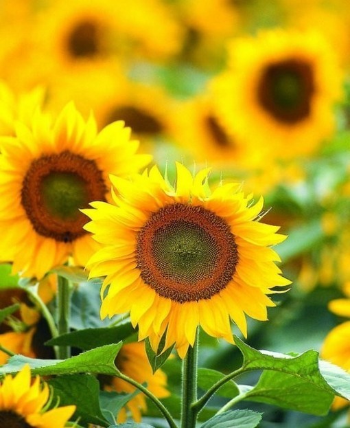 進口外貿(mào)代理