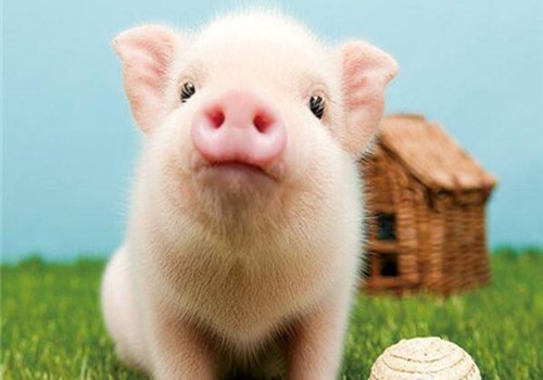 出口外貿(mào)代理