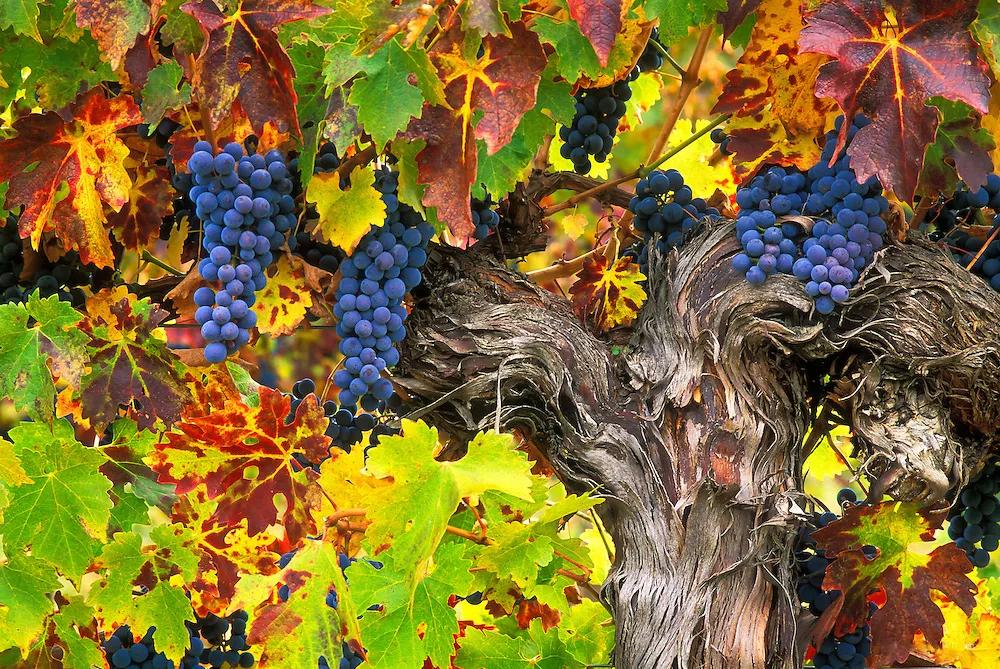 葡萄酒進口外貿代理