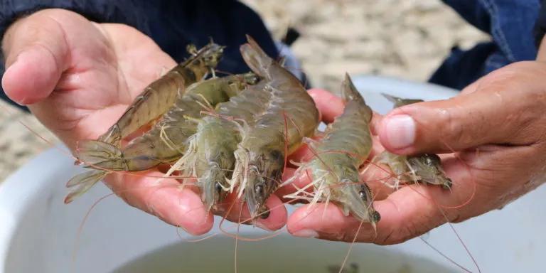 進(jìn)口外貿(mào)代理