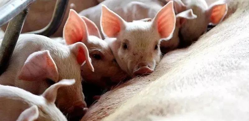 進口外貿(mào)代理