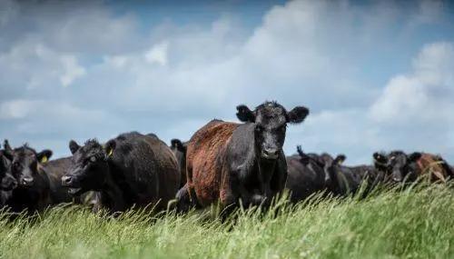 牛肉進(jìn)口外貿(mào)代理