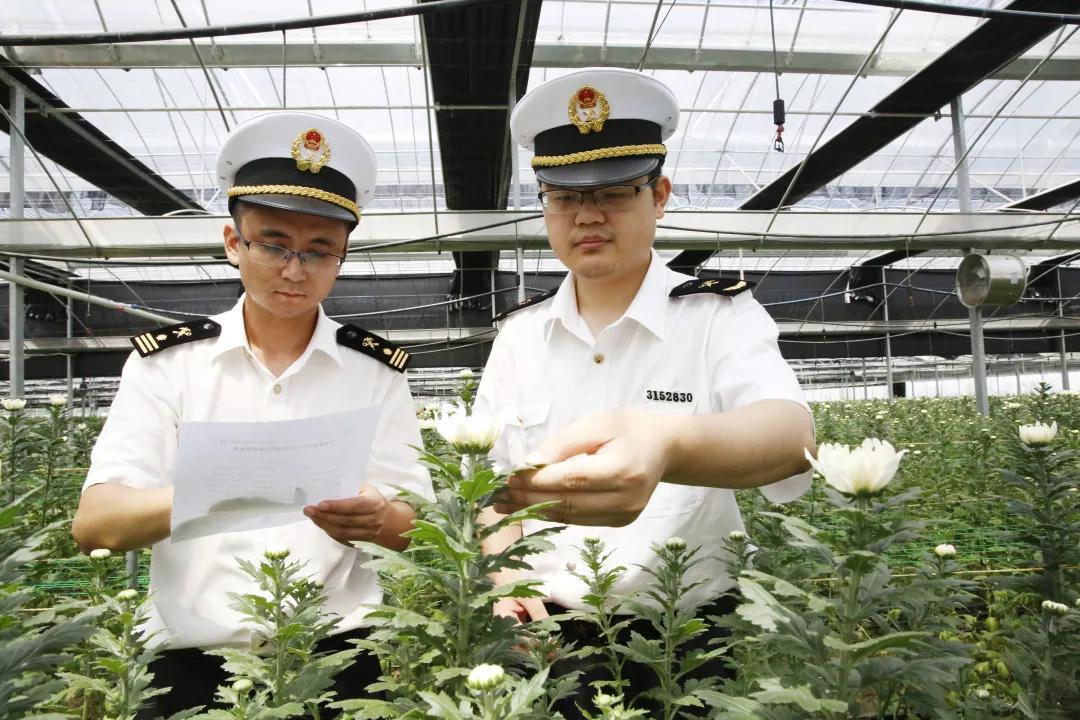 鮮花出口外貿(mào)代理