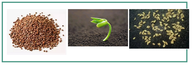 進(jìn)口外貿(mào)代理