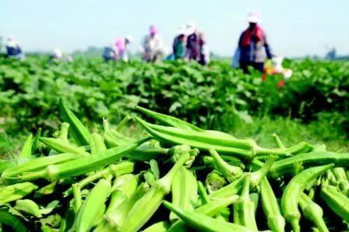 進(jìn)口外貿(mào)代理