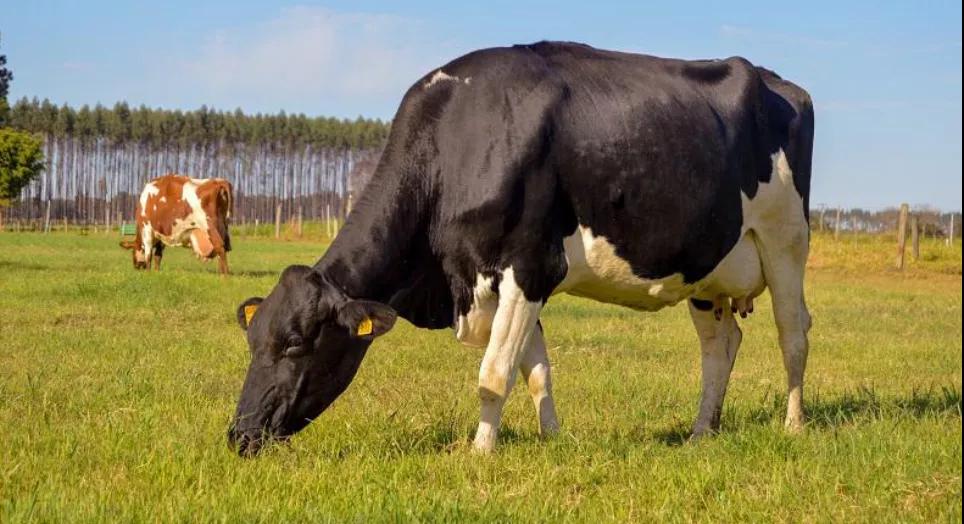 進(jìn)口外貿(mào)代理