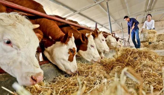 進(jìn)口外貿(mào)代理