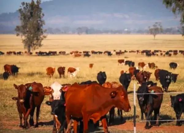 進(jìn)口外貿(mào)代理