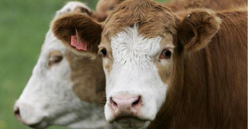 進口外貿(mào)代理