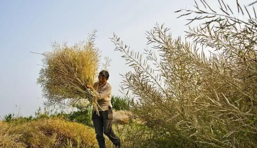 進(jìn)口外貿(mào)代理