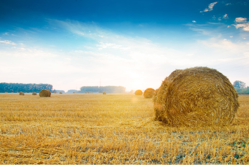 進(jìn)口外貿(mào)代理