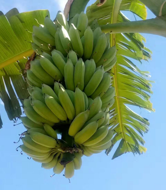 進口外貿(mào)代理