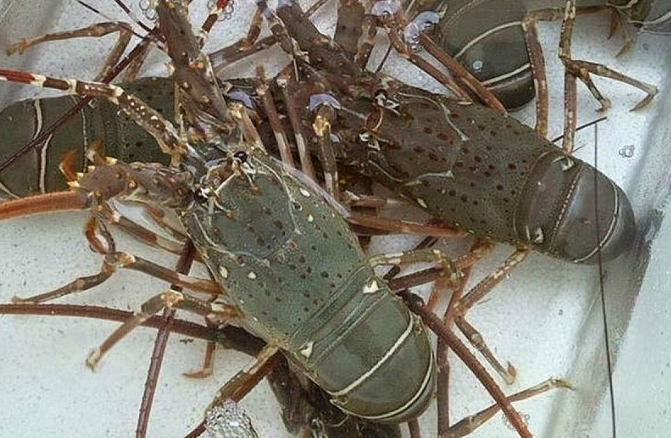 出口外貿(mào)代理