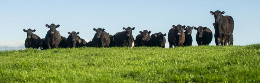 進(jìn)口外貿(mào)代理