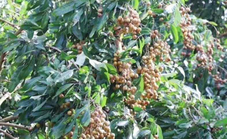 進口外貿(mào)代理