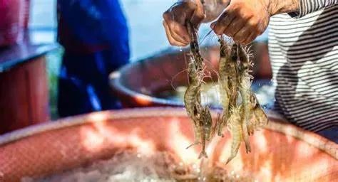 出口外貿(mào)代理