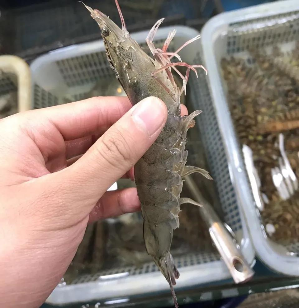 進口外貿(mào)代理