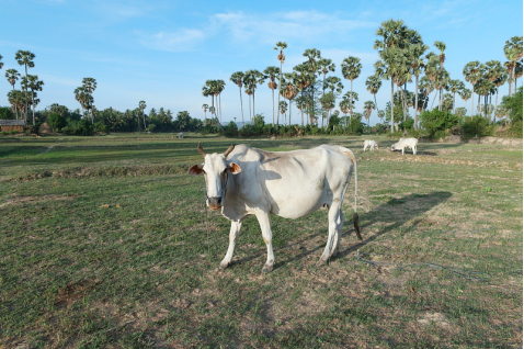 進(jìn)口外貿(mào)代理