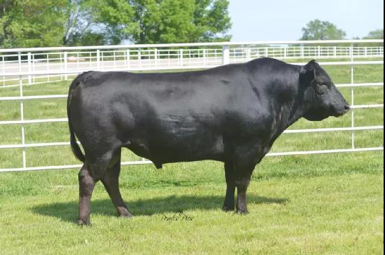 進(jìn)口外貿(mào)代理