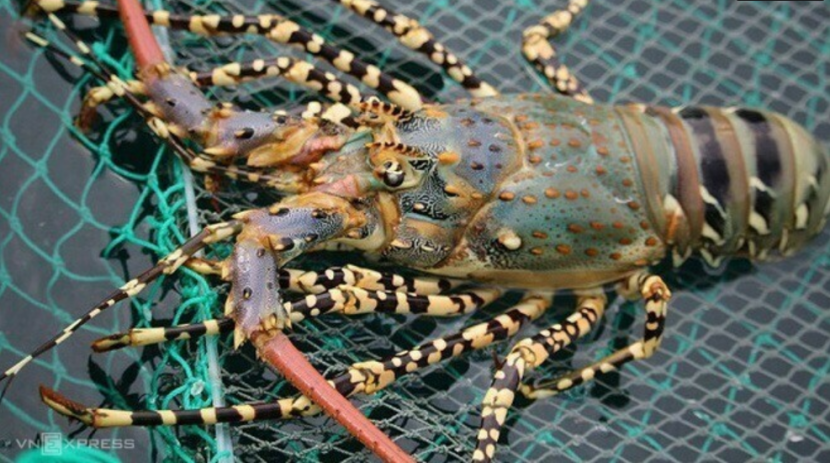 進(jìn)口外貿(mào)代理