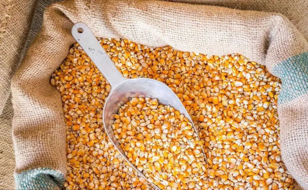 進口外貿(mào)代理