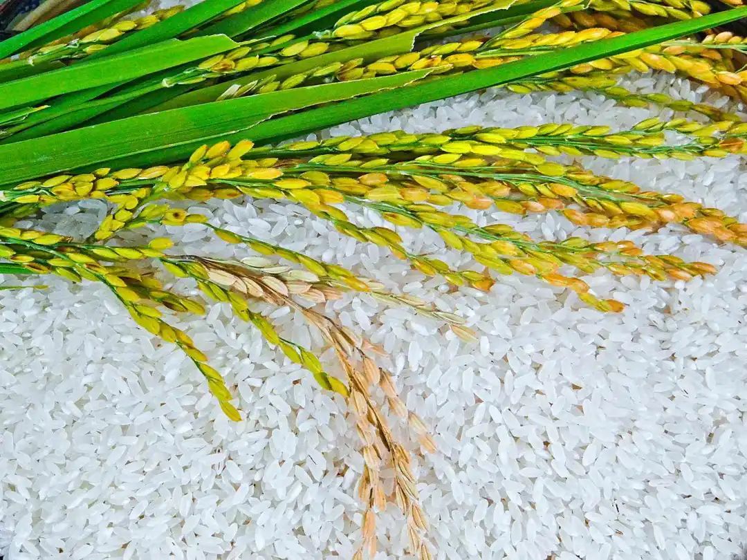 進口外貿(mào)代理