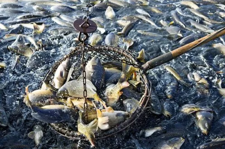 進(jìn)口外貿(mào)代理