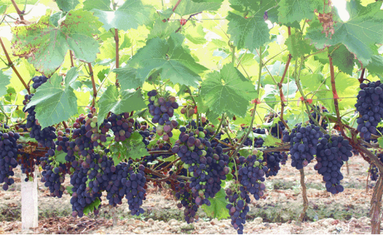 進(jìn)口外貿(mào)代理