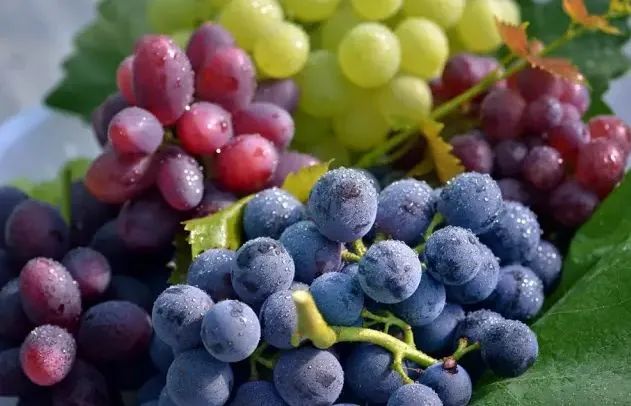 進(jìn)口外貿(mào)代理