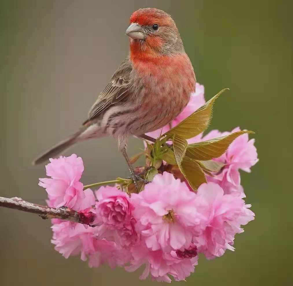 進(jìn)口外貿(mào)代理 