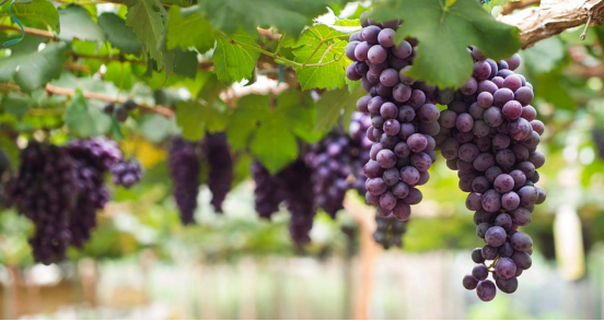 進(jìn)口外貿(mào)代理