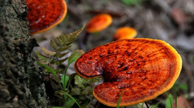 進(jìn)口外貿(mào)代理